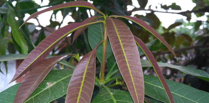 How To Prepare Mango Leaves for Diabetes? Super Anti-Diabetes Plant