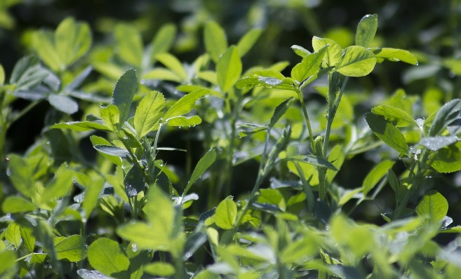 Alfalfa is a perennial plant grown worldwide.