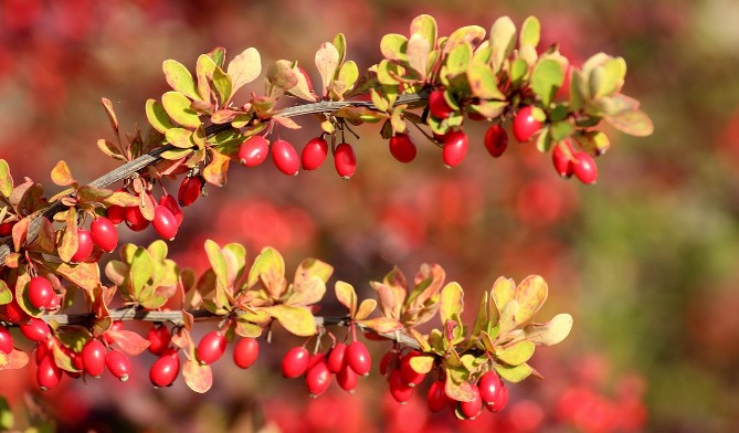 Barberry