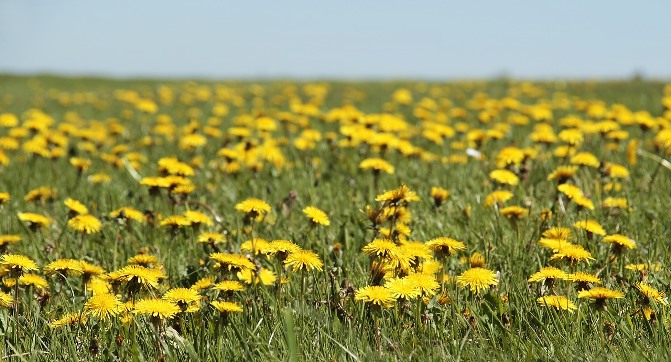 Taraxacum Leaves