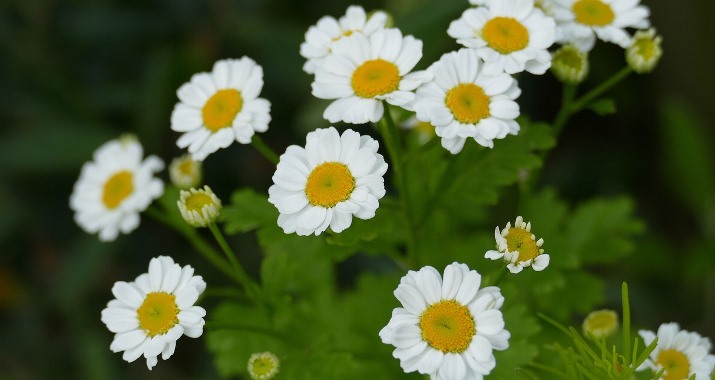 Feverfew