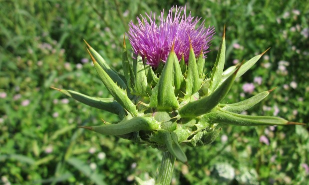 Milk Thistle