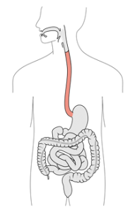 esophagus is the tube or food pipe