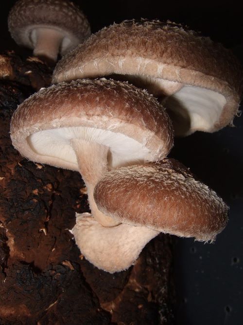 Shiitake