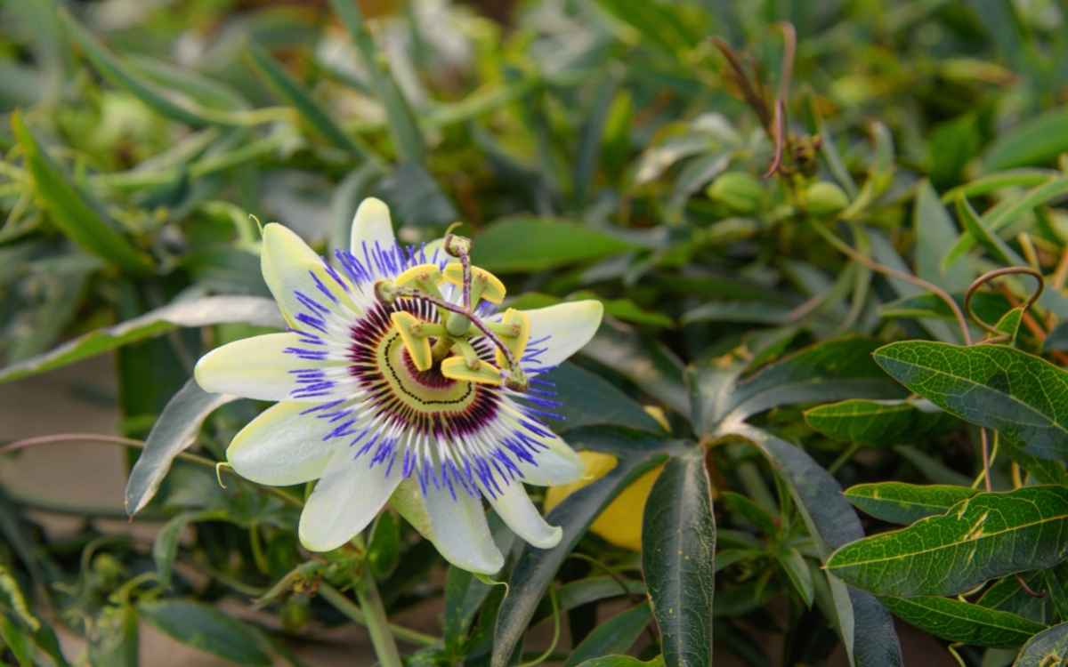 Passiflora (Passion flowers) for ed