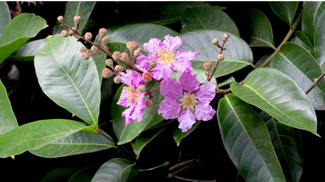 Banaba Leaves and Diabetes