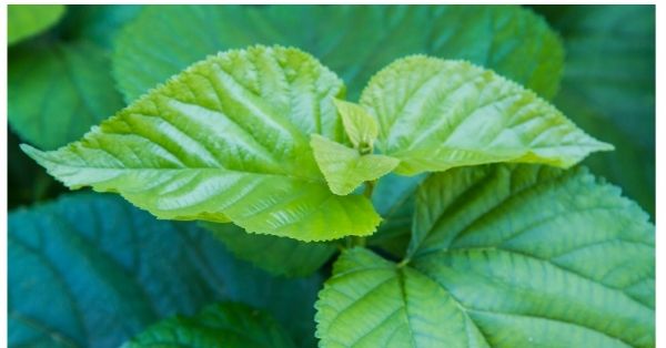White Mulberry Leaf and Diabetes