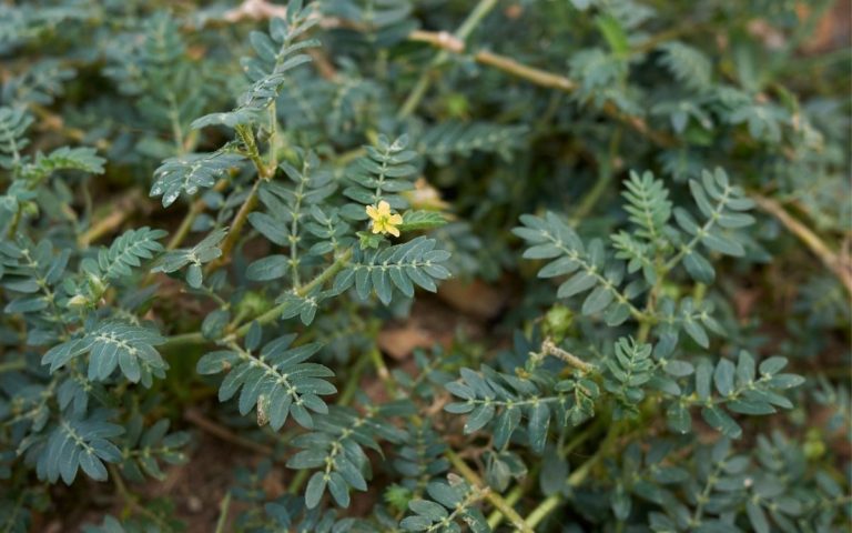 How To Make Tribulus Terrestris