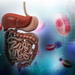 Liver Function In Digestive System