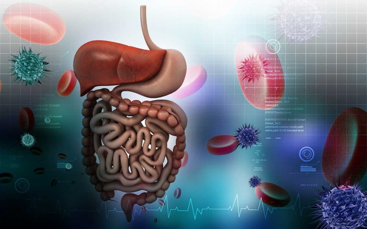 Liver Function In Digestive System