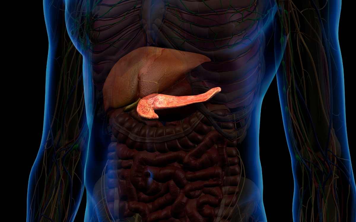 The Pancreas in Liver Function In Digestive System