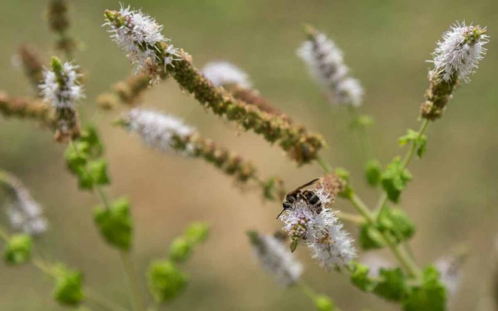 Black Cohosh