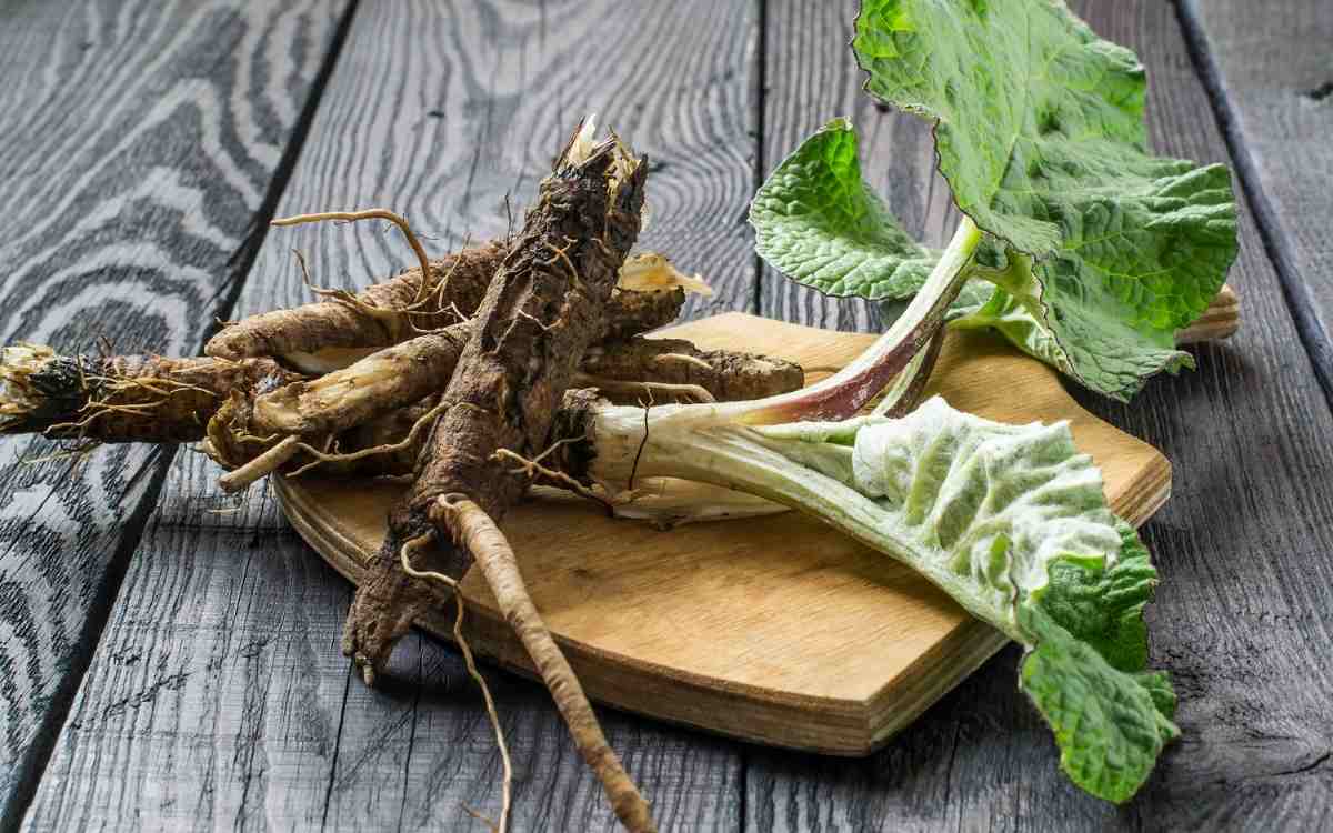 Burdock(root)