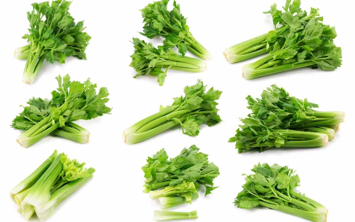 Celery ( seed)