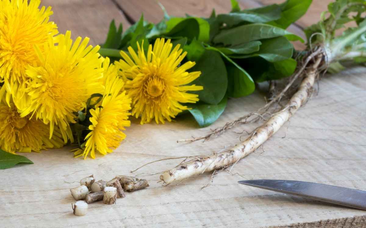 Dandelion (Root)