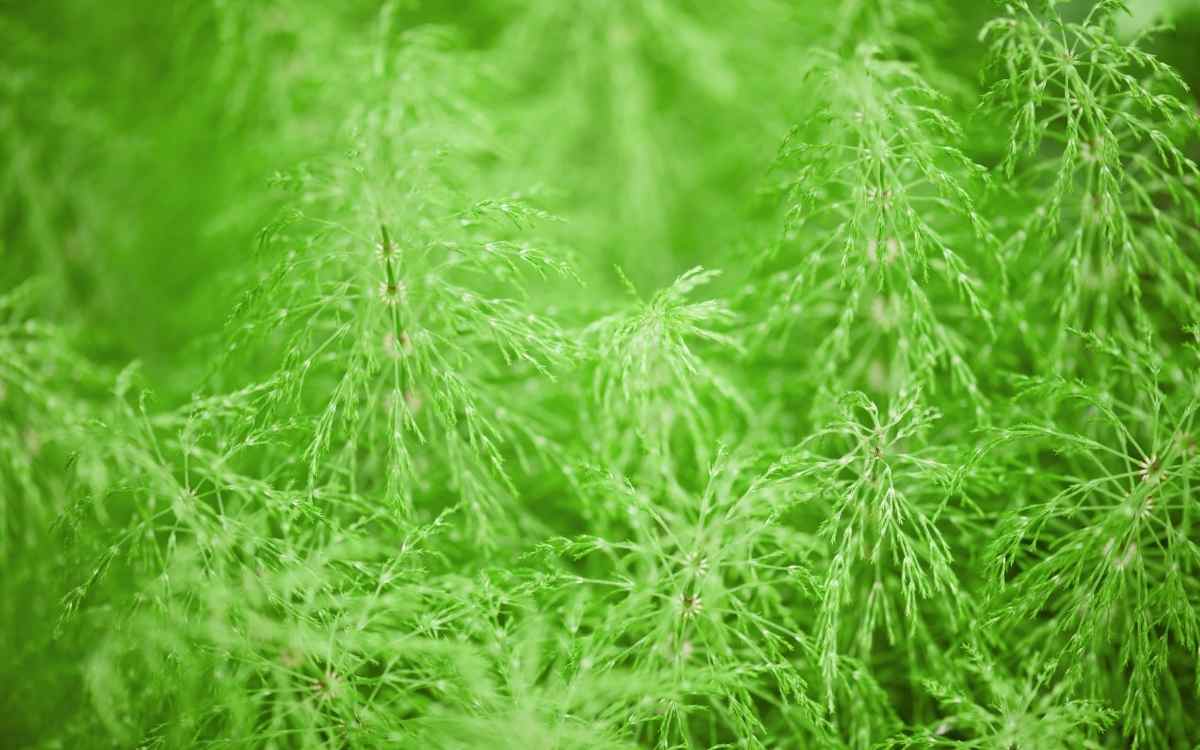 Horsetail Extract