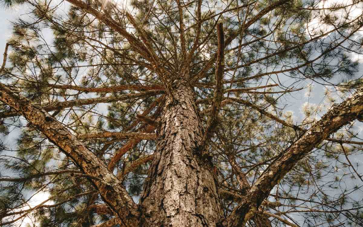 Is pine bark helpful for hair?