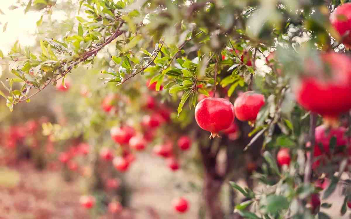 Pomegranate