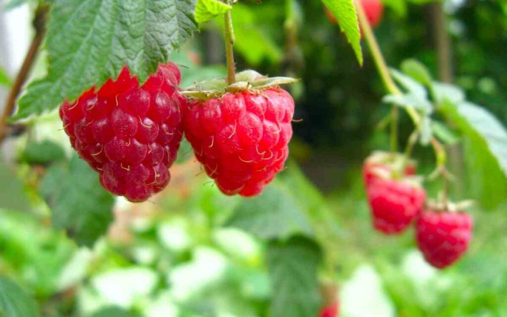 Are raspberries good for your hair?