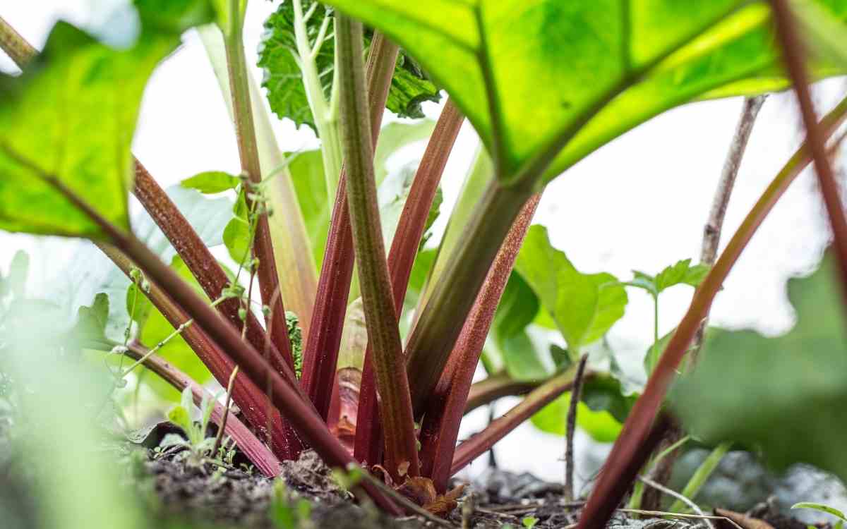 Is Indian Rhubarb good for your hair?