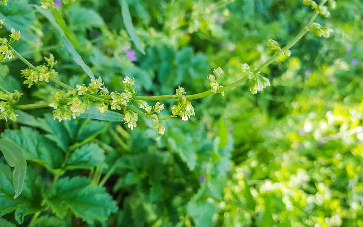 Is sorrel good for your hair?