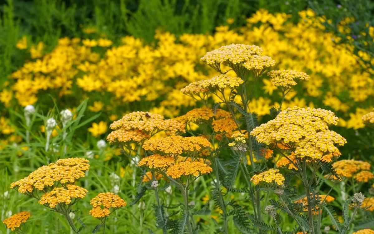 Yarrow(flower)