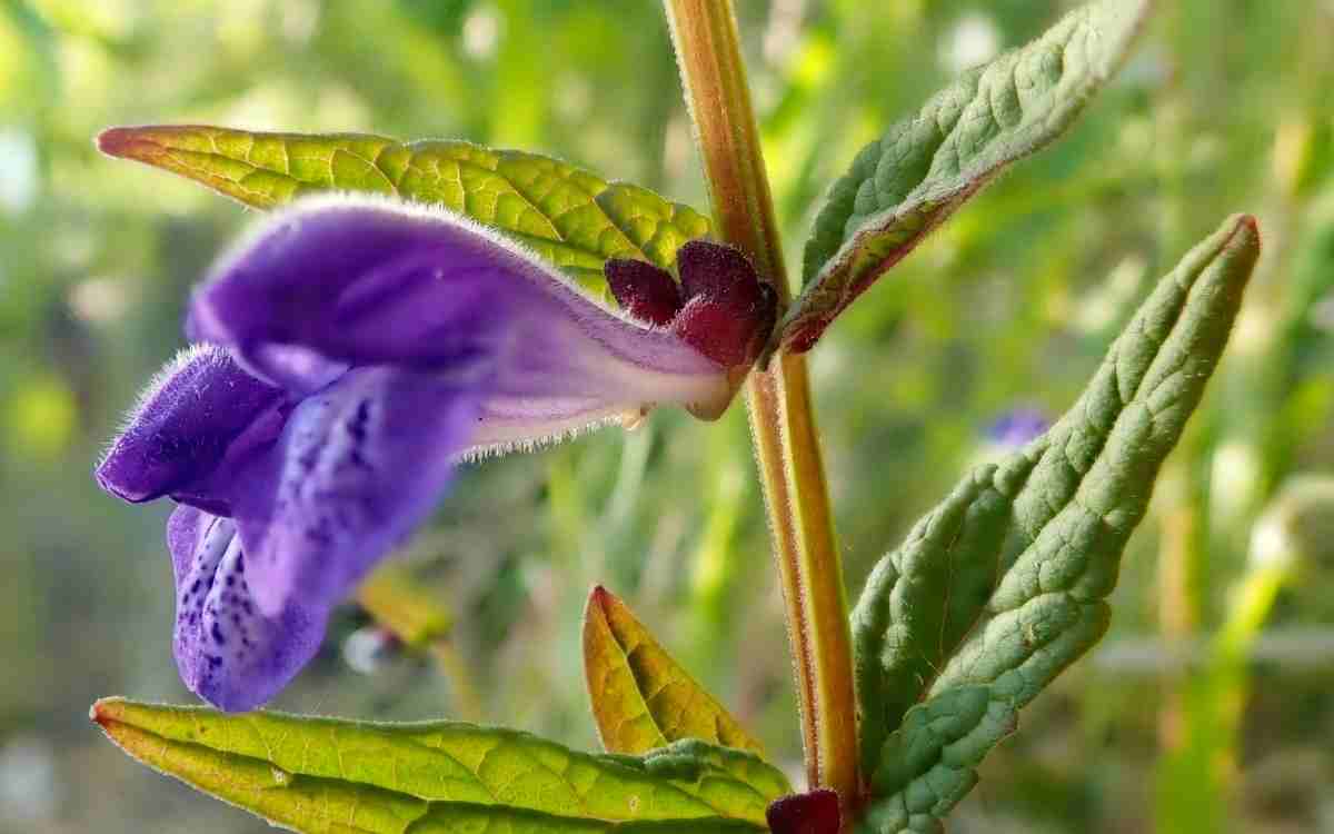 Can a skullcap be used for pain relief?