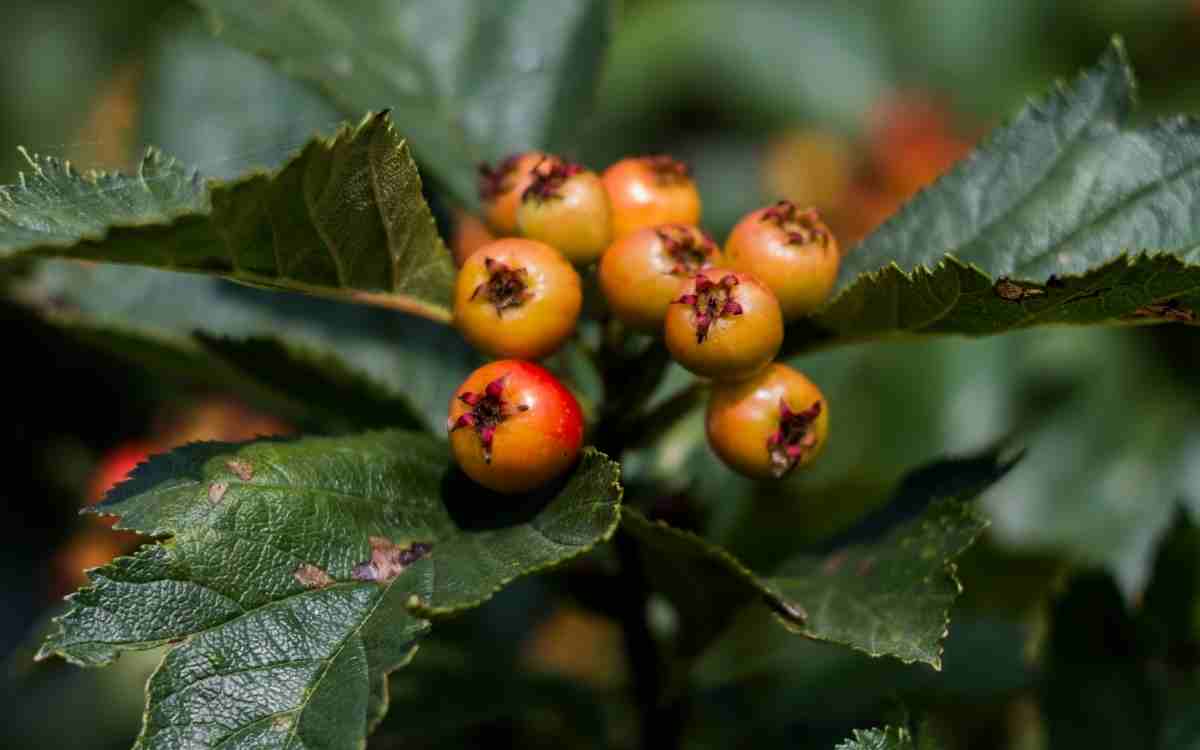 Does hawthorn help with inflammation?