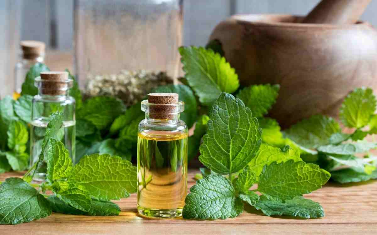 Does lemon balm help with pain?