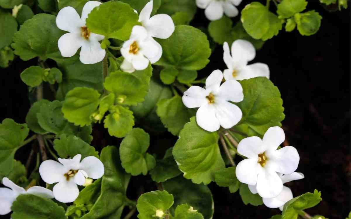 Is Bacopa anti-inflammatory?