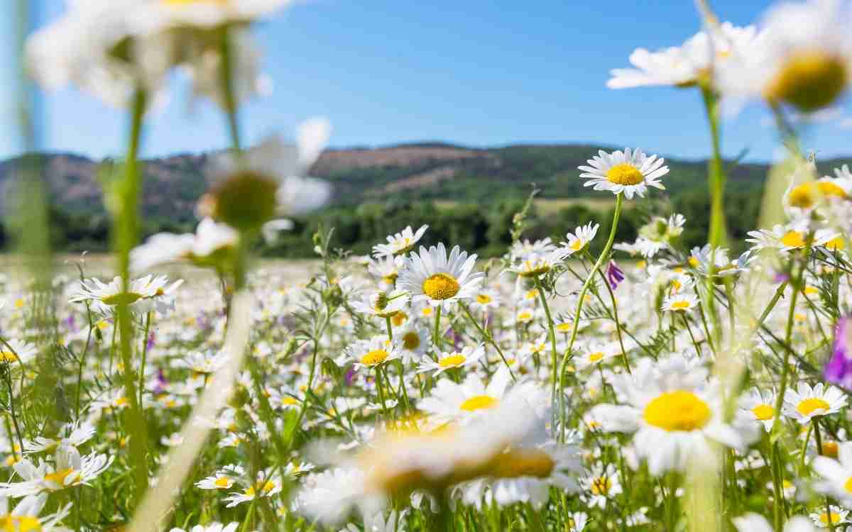 Is chamomile good for lower back pain?