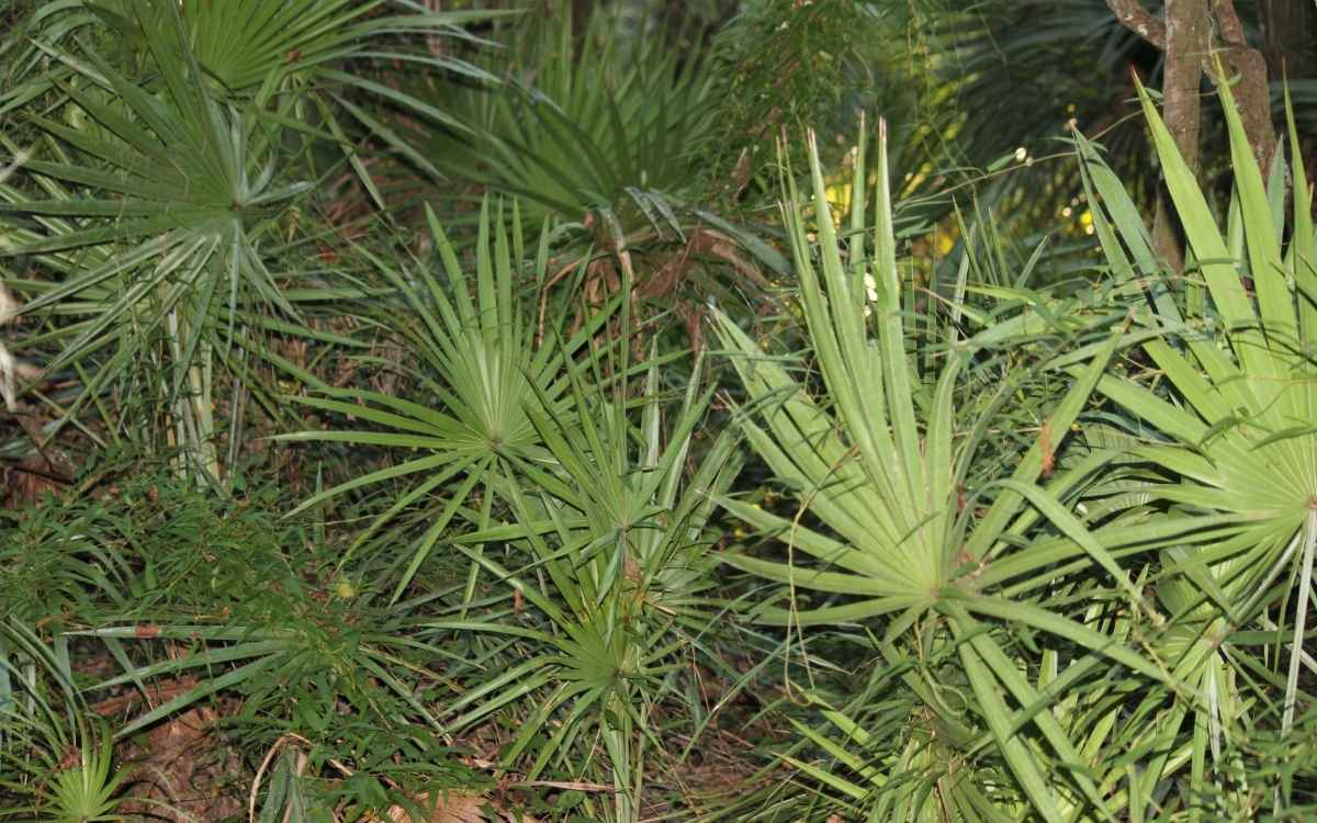 Saw Palmetto Extract