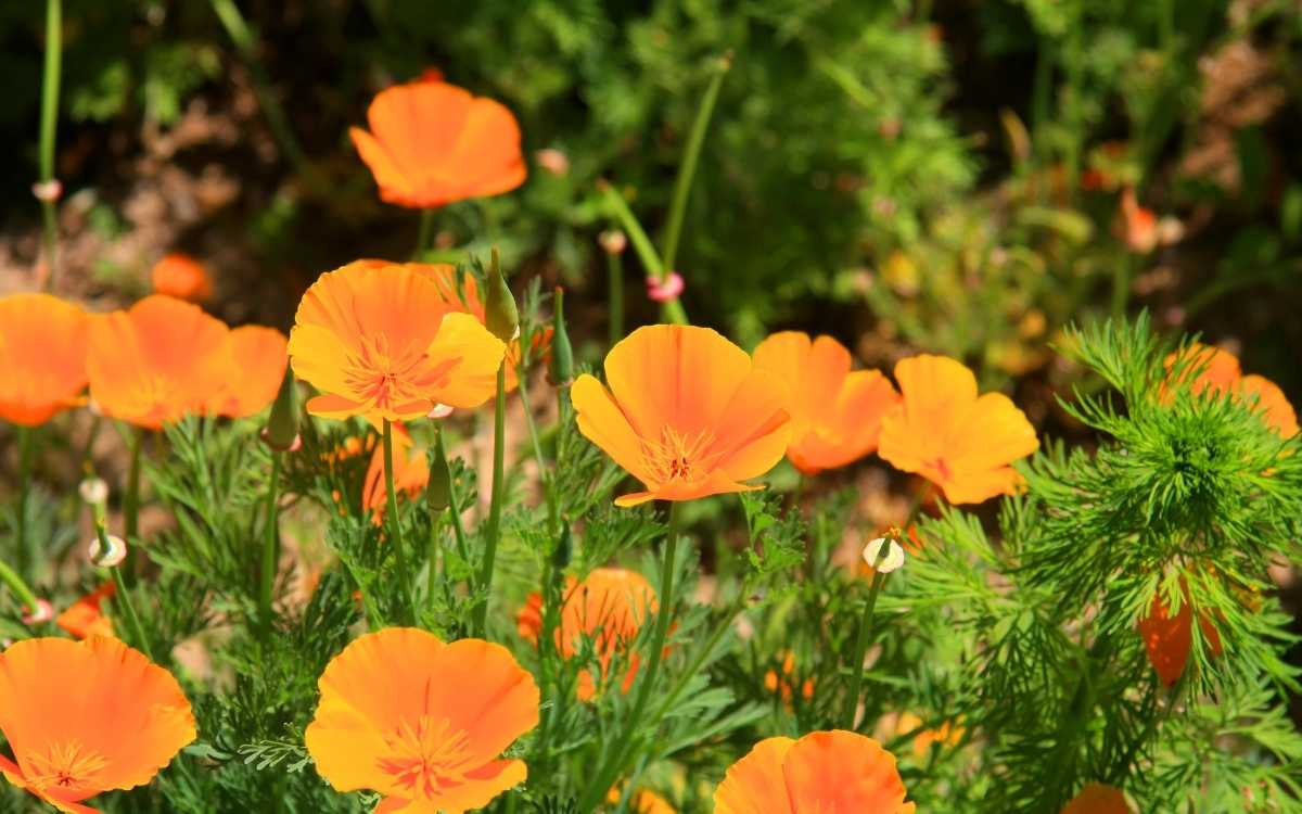 California Poppy