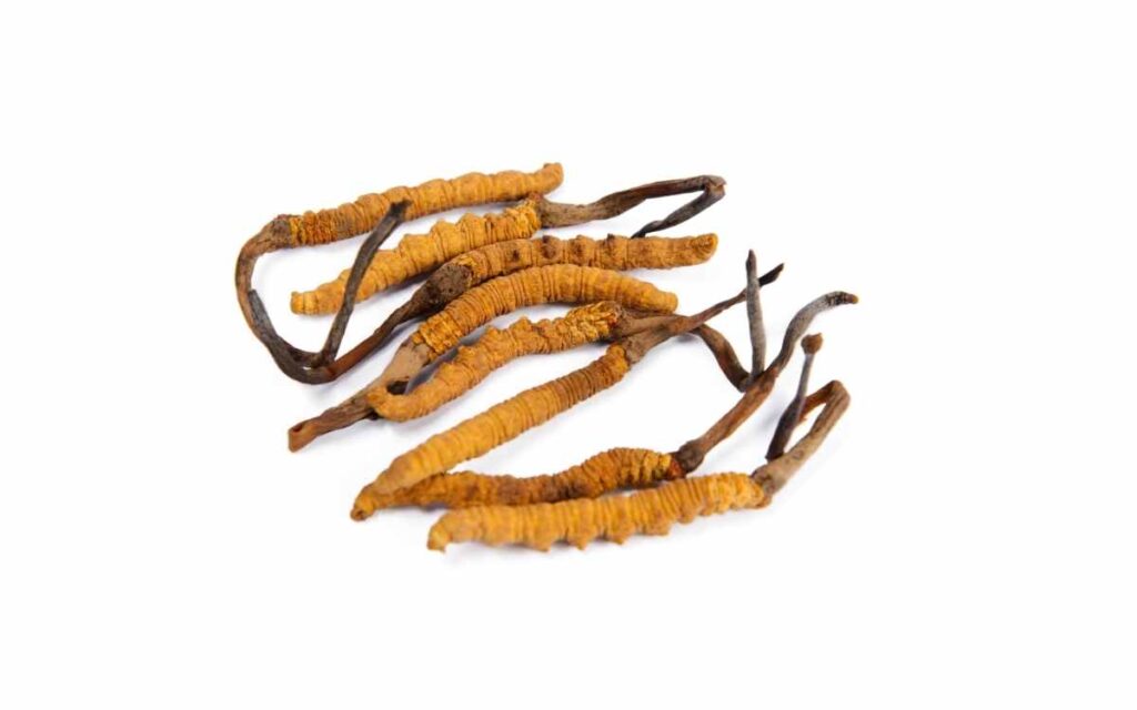 Cordyceps Sinensis