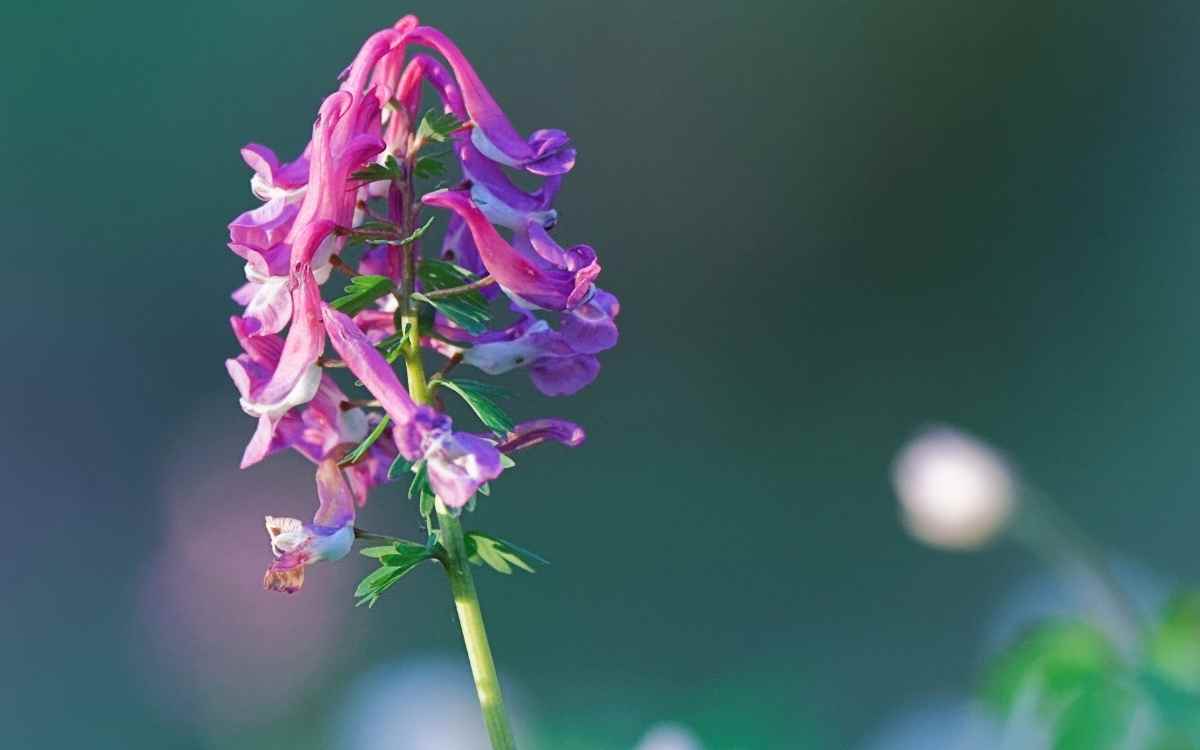 Corydalis