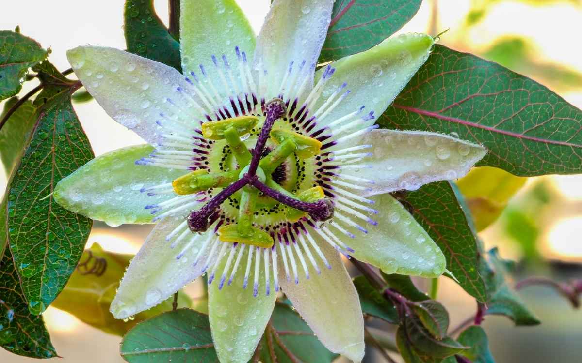 passion flower