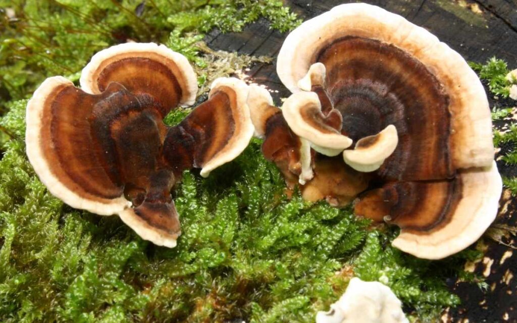 Turkey Tail