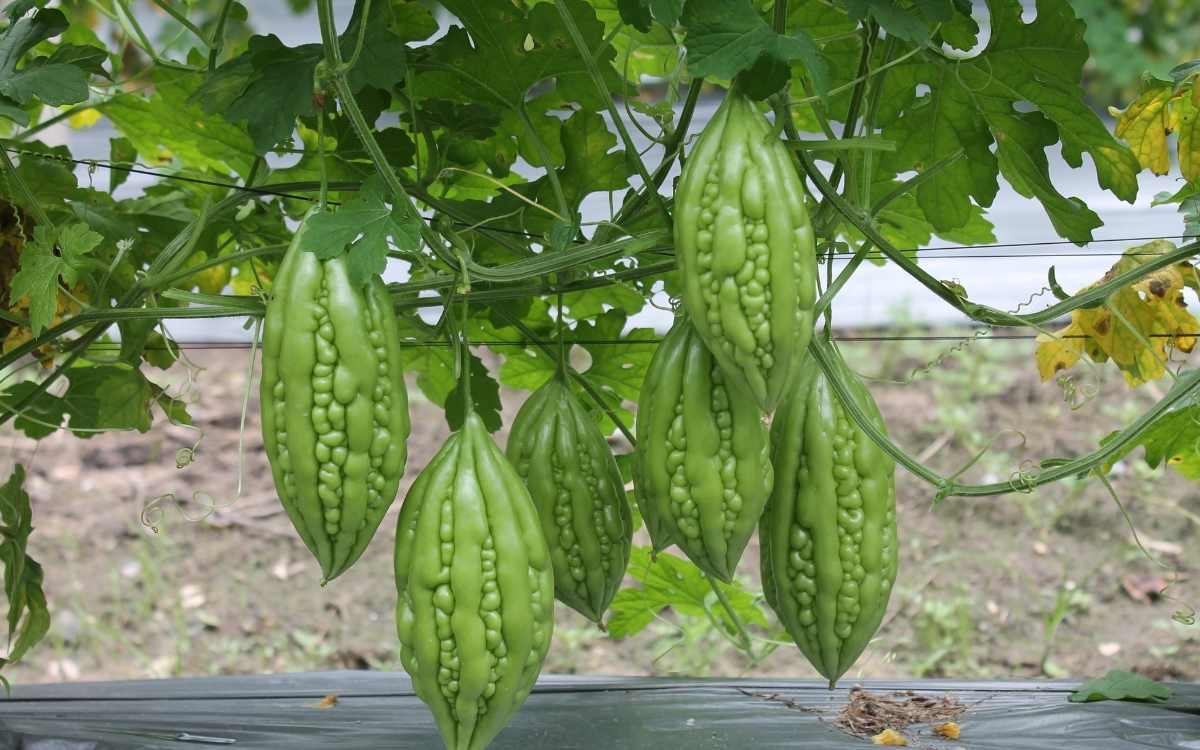 Is Bitter Gourd Good For High Blood Sugar