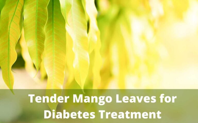 Tender Mango Leaves for Diabetes Treatment