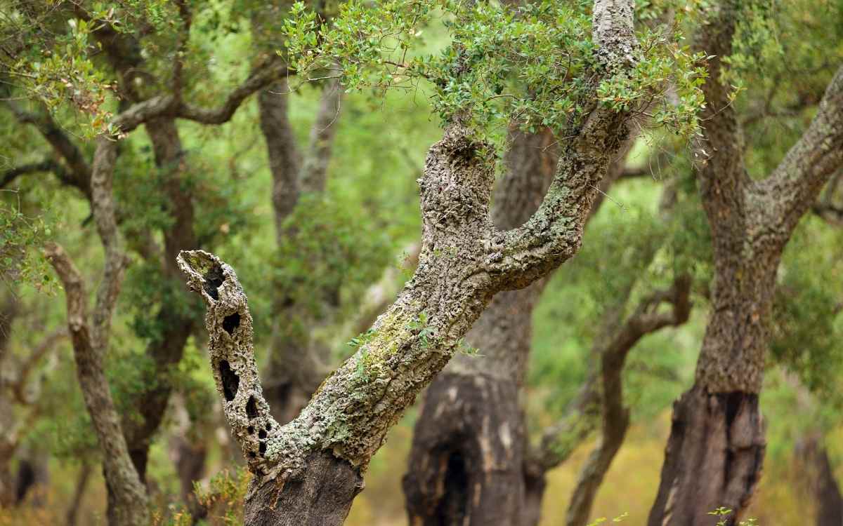 Amur Cork Tree Bark