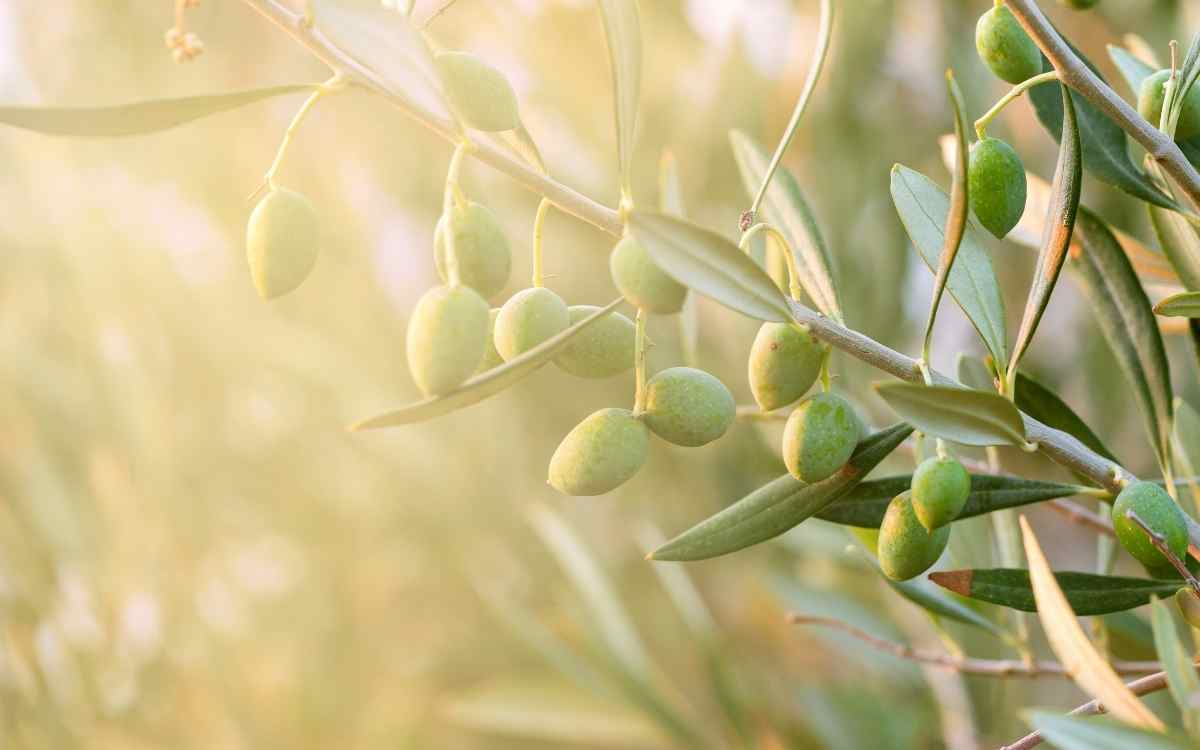 olive leaves