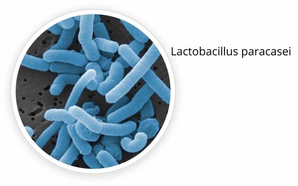 Lactobacillus reuteri para que sirve