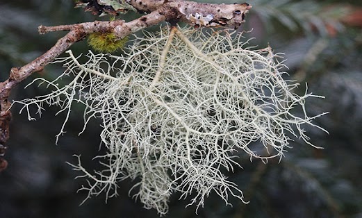 The Antibiotic Plant That Grows Nearby