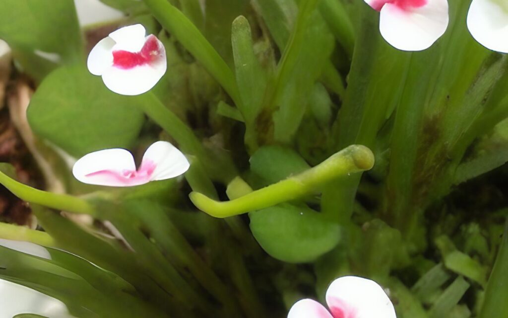 Bacopa Monnieri