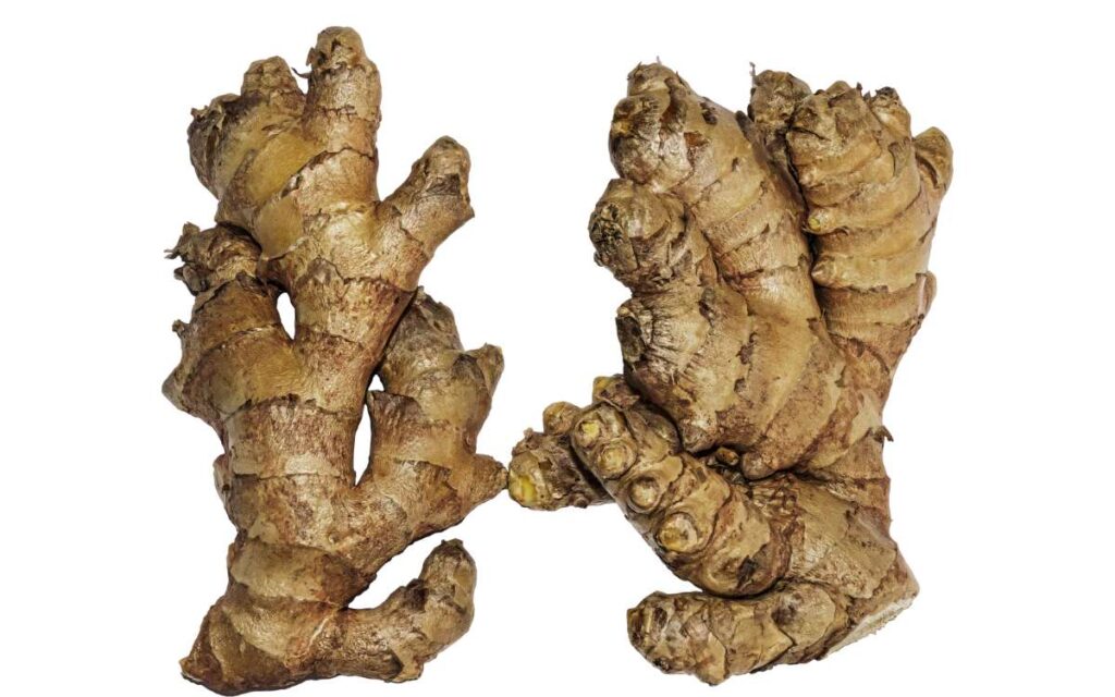 Ginger Rhizome