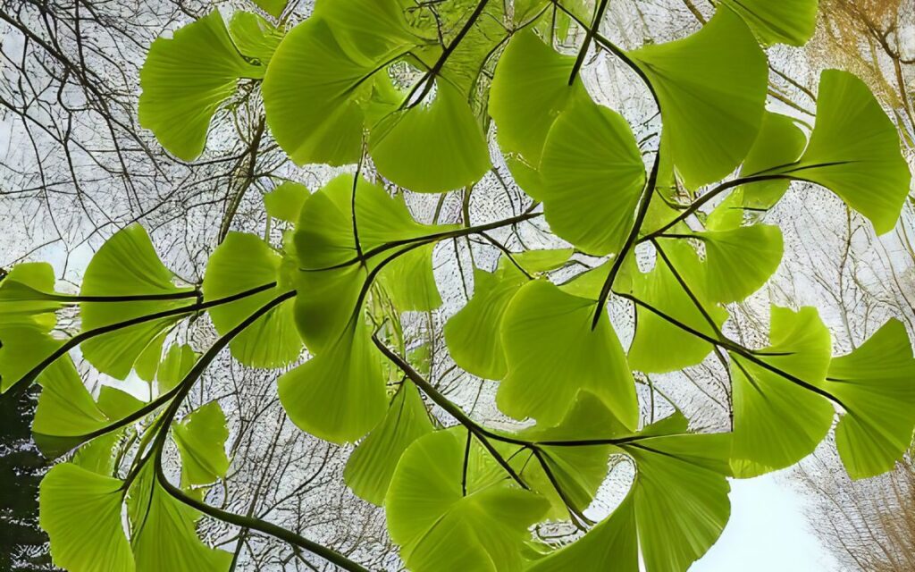 Ginkgo Biloba 