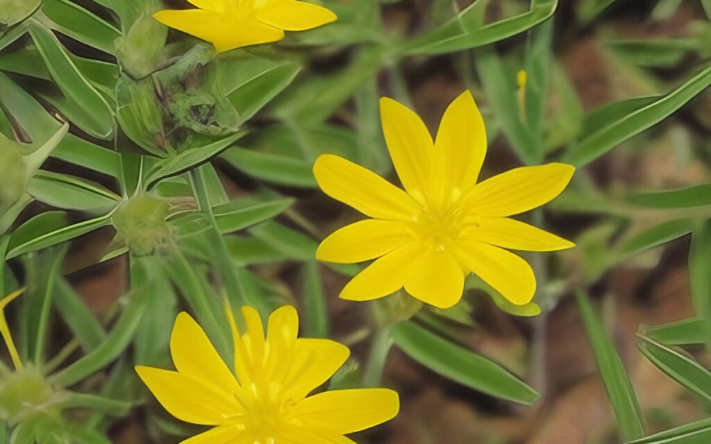 St. John’s Wort