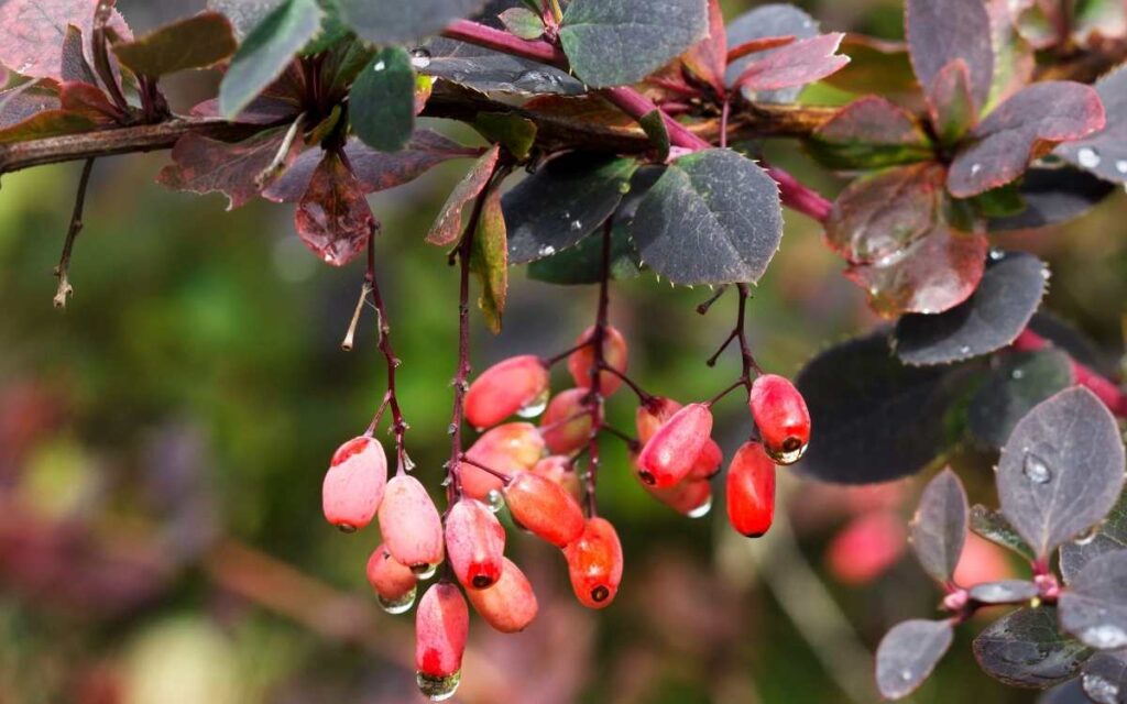 barberry