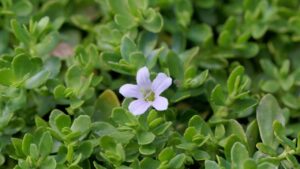 Bacopa Monnieri