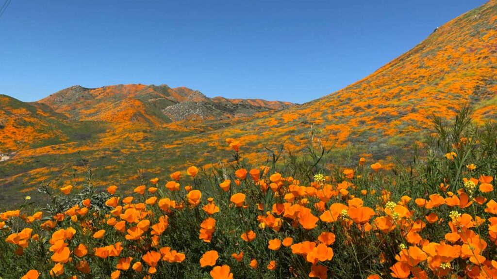 California Poppy Seed 